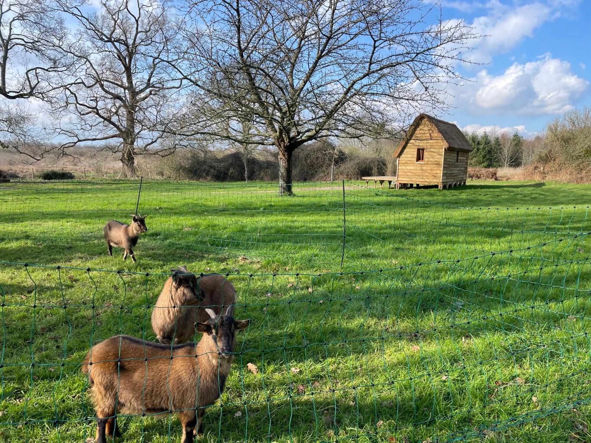 Le Domaine Caribou Bed & Breakfast Sainte-Opportune-la-Mare Luaran gambar