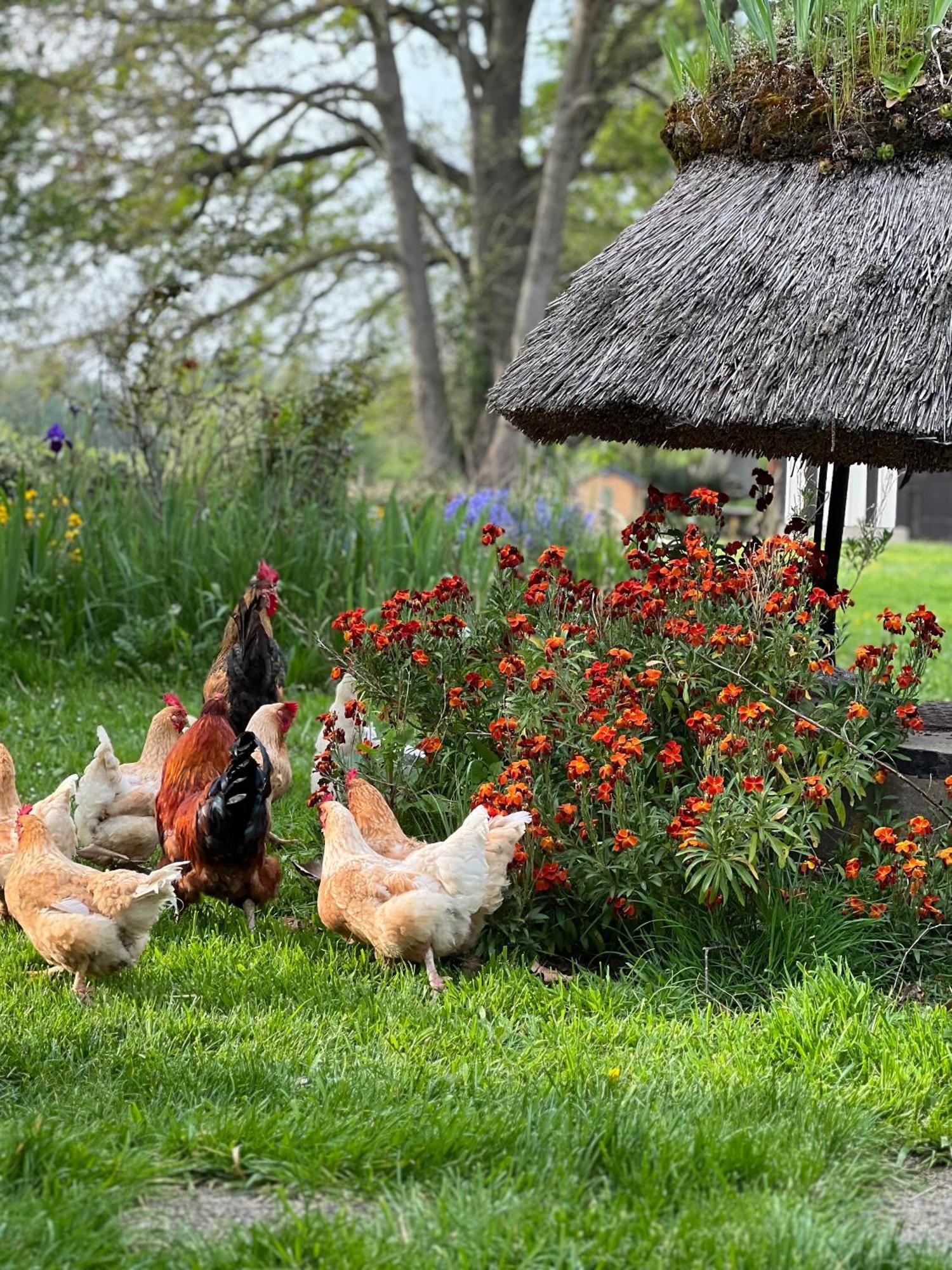 Le Domaine Caribou Bed & Breakfast Sainte-Opportune-la-Mare Luaran gambar